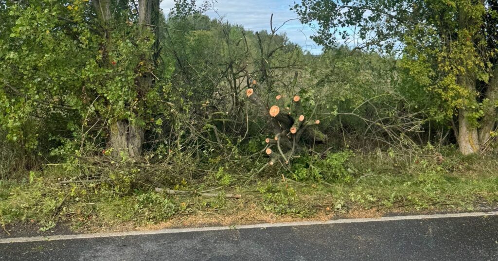 Ist möglicherweise ein Bild von Gras, Baum und Straße