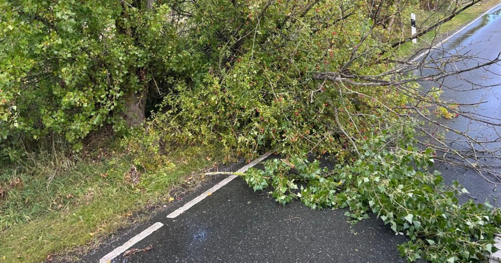 Ist möglicherweise ein Bild von Steinobstbaum und Gras