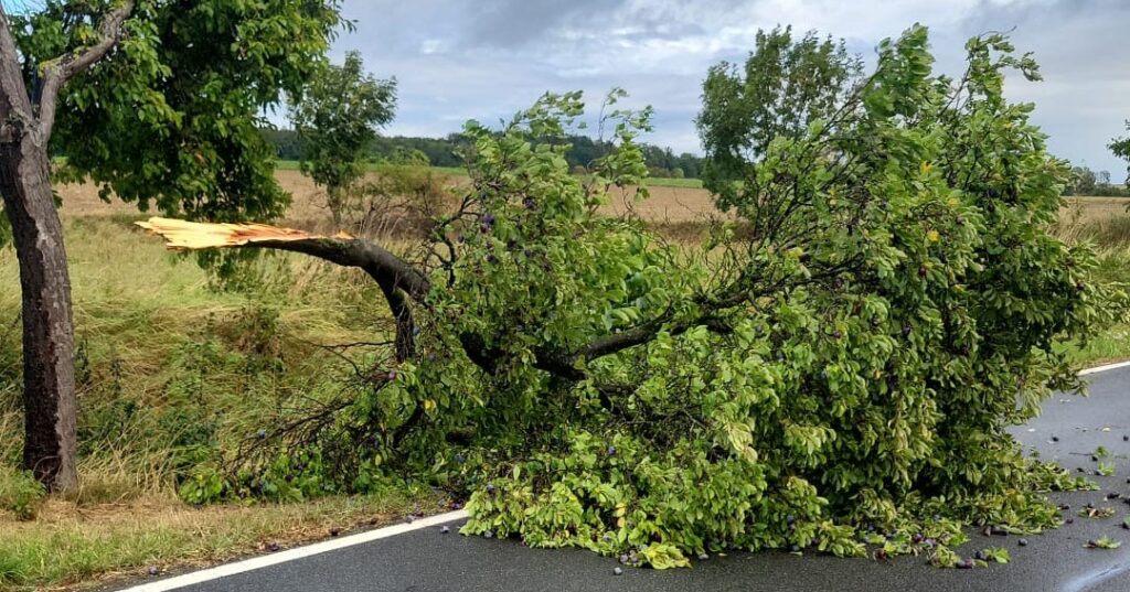 Ist möglicherweise ein Bild von Baum und Straße