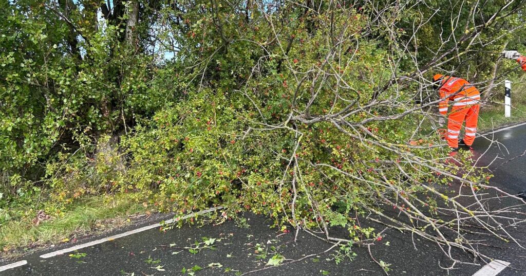 Ist möglicherweise ein Bild von Baum und Gras