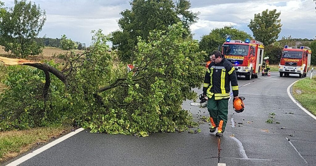 Ist möglicherweise ein Bild von 1 Person, Straße und Baum